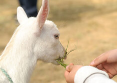 生き物とふれあう